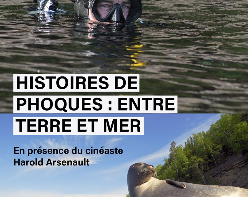 HISTOIRES DE PHOQUES : ENTRE TERRE ET MER